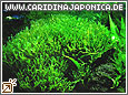 Amanogarnele Caridina japonica (multidentata)