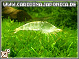 Amanogarnele Caridina japonica (multidentata)